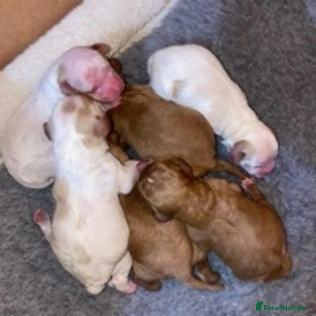 Cavapoo dogs for stud: F1 PROVEN Toy Cavapoo DNA Clear stud in Stafford - Advert 7