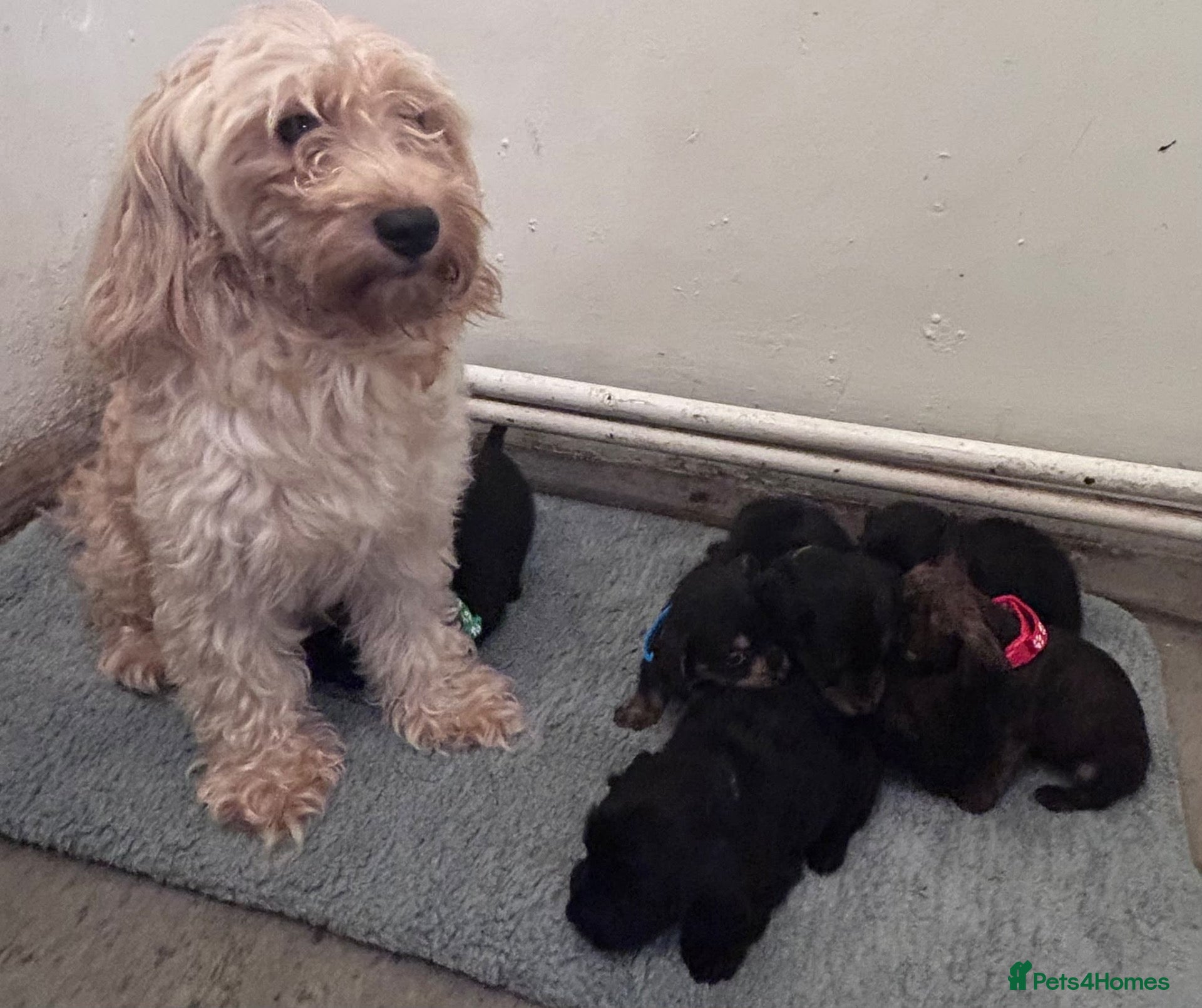 Mixed Breed dogs Doxiepoo - Advert 4