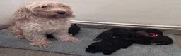 Mixed Breed dogs for sale: Doxiepoo - Advert 1