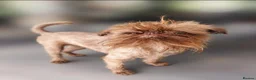 Griffon Bruxellois dogs for sale: Chocolate male - Advert 4