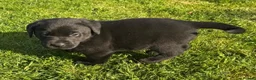 Labrador Retriever dogs for sale: Gorgeous Chunky LABRADOR Puppies in Fleetwood - Advert 13