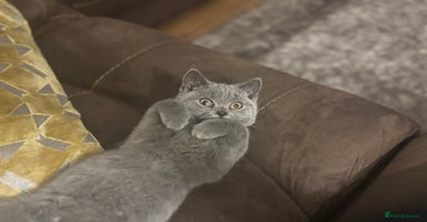 British Shorthair cats - Advert 7