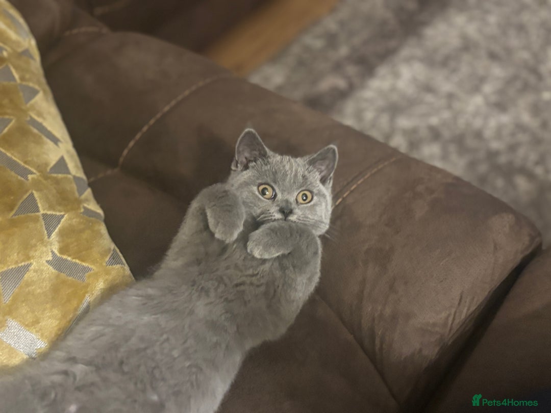 British Shorthair cats for sale: Beautiful BSH Kitten 1 Female.  GCCF. READY NOW  - Image 2