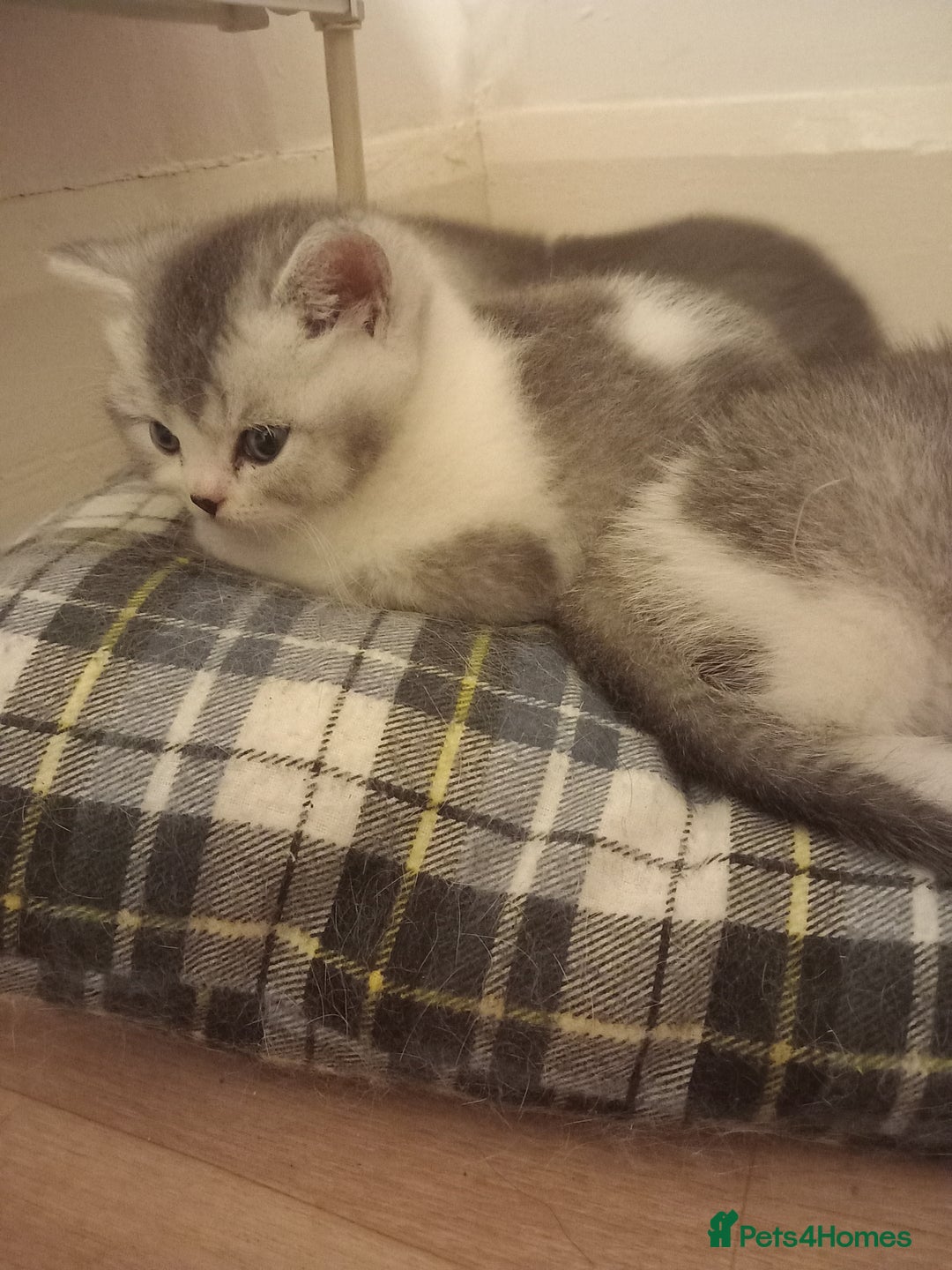 British Shorthair cats for sale: Stunning unusual British short hair kittens  - Advert 7