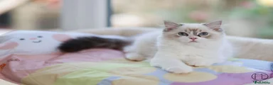 Seal tabby bicolour