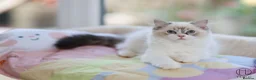 Ragdoll cats for sale: GCCF Champion line kittens available - Advert 4