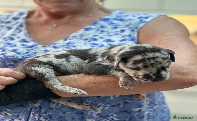 Great Dane dogs - Advert 3