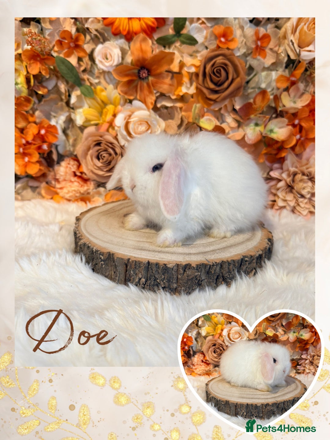 Mini Lop rabbits for sale: VACCINATED MINI LOPS BUNNIES - Advert 7