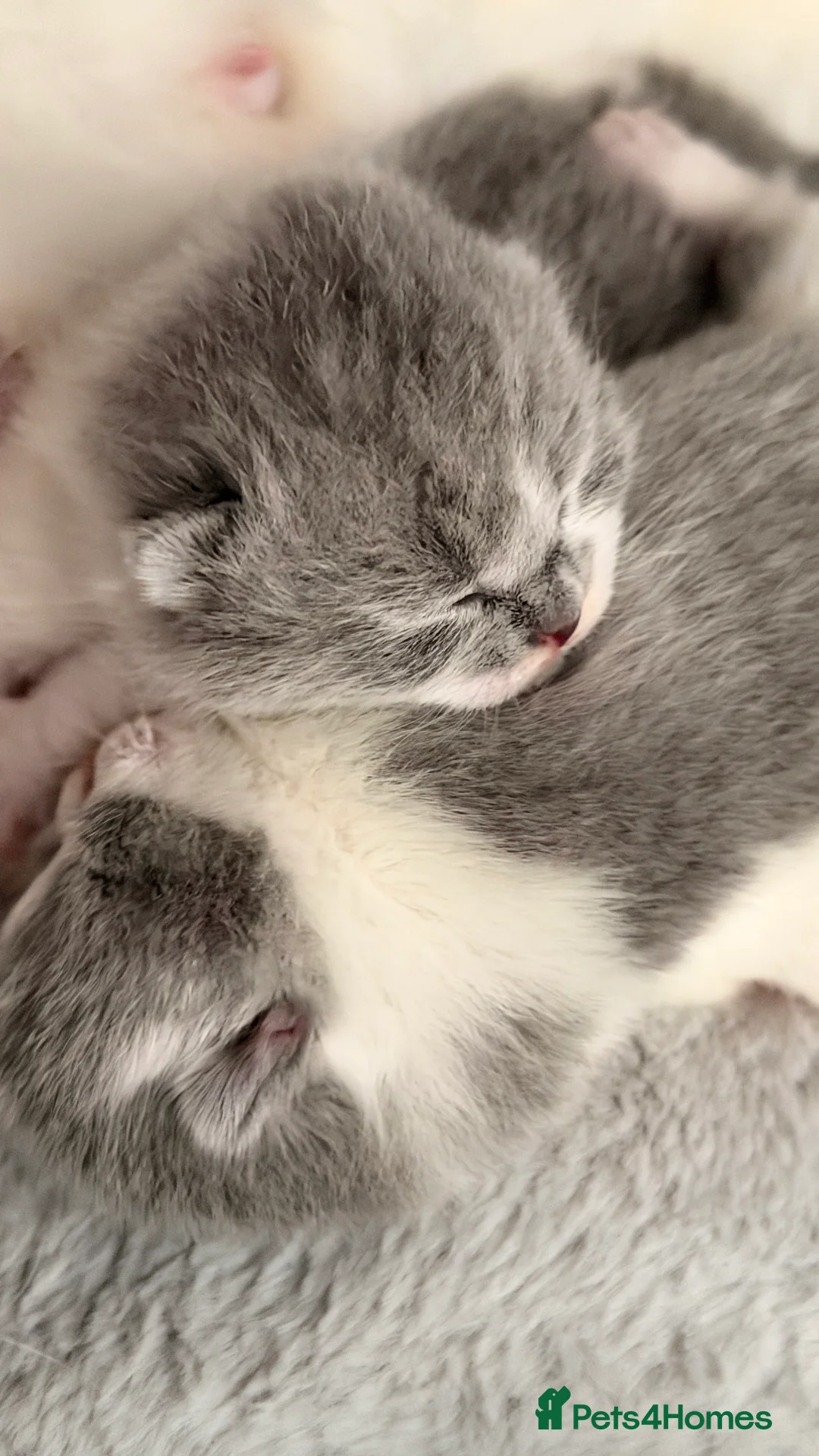 British Shorthair cats for sale: BSH BICOLOR KITTENS FROM WORLD CHAMPIONS LINE  - Advert 2