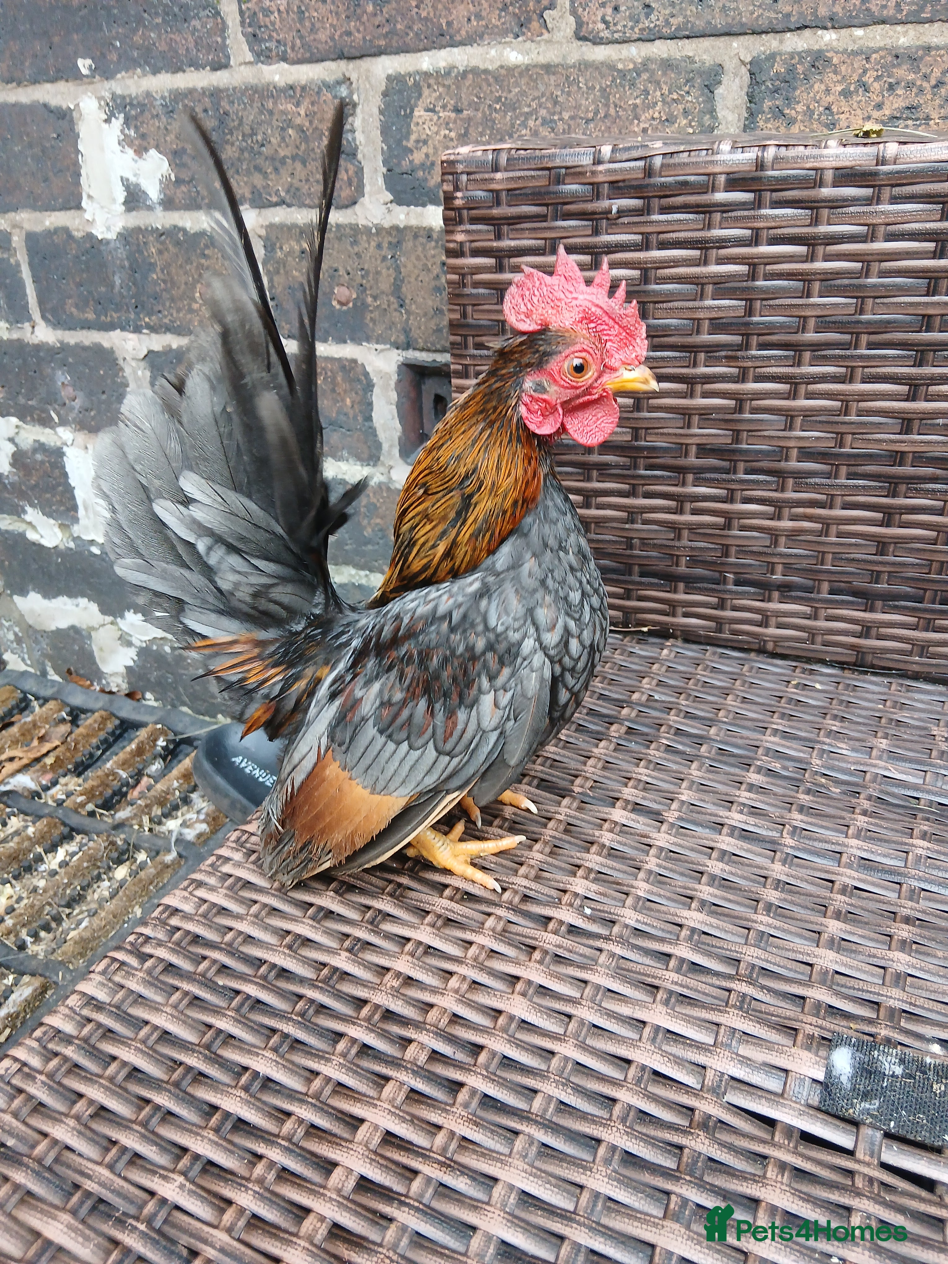 Chickens poultry 3 handsome serama Cockerells - Advert 23