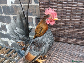 Chickens poultry 3 handsome serama Cockerells - Advert 23