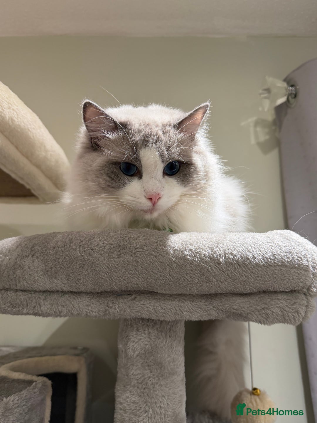 Ragdoll cats for stud: Beautiful Bi-Colour Stud GCCF Registered (Active) - Advert 5