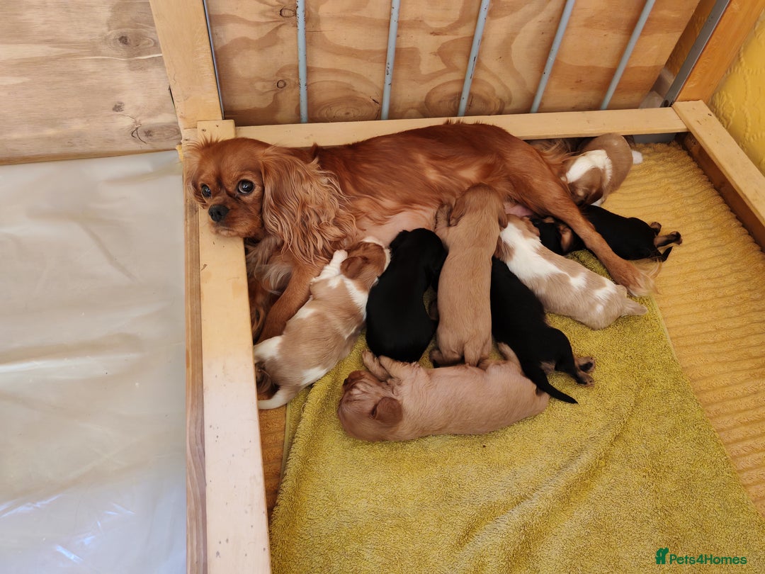 Cavalier King Charles Spaniel dogs for sale: KC Beautiful Cavalier King Charles puppies - Image 9