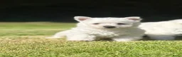 West Highland Terrier dogs for sale: Adorable West Highland terrier puppy - Advert 2