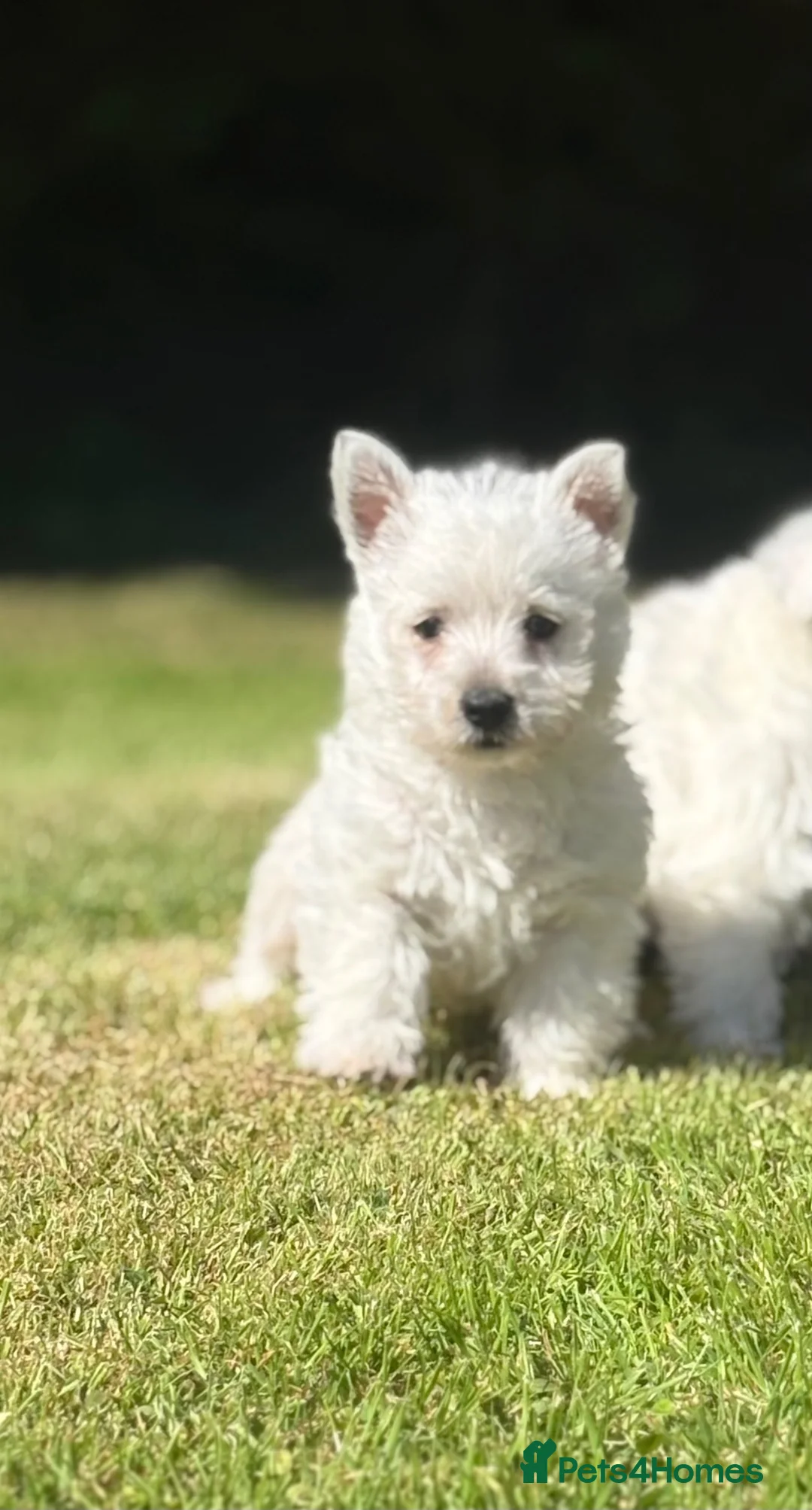West Highland Terrier dogs for sale: Adorable West Highland terrier puppy - Advert 2