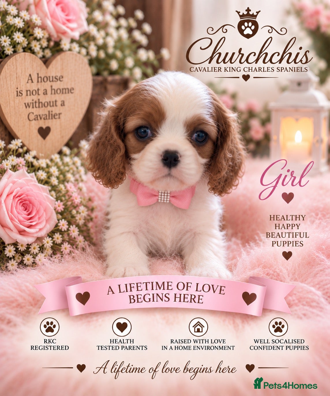 Cavalier King Charles Spaniel dogs 5* Licensed RKC H/T Gorgeous Cavalier KC - Advert 2