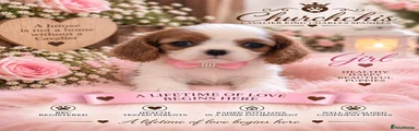 Cavalier King Charles Spaniel 4