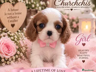 Cavalier King Charles Spaniel dogs 5* Licensed RKC H/T Gorgeous Cavalier KC - Advert 5