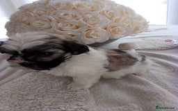 Mixed Breed dogs for sale: Maltese X Lhasa apso  - Image 2