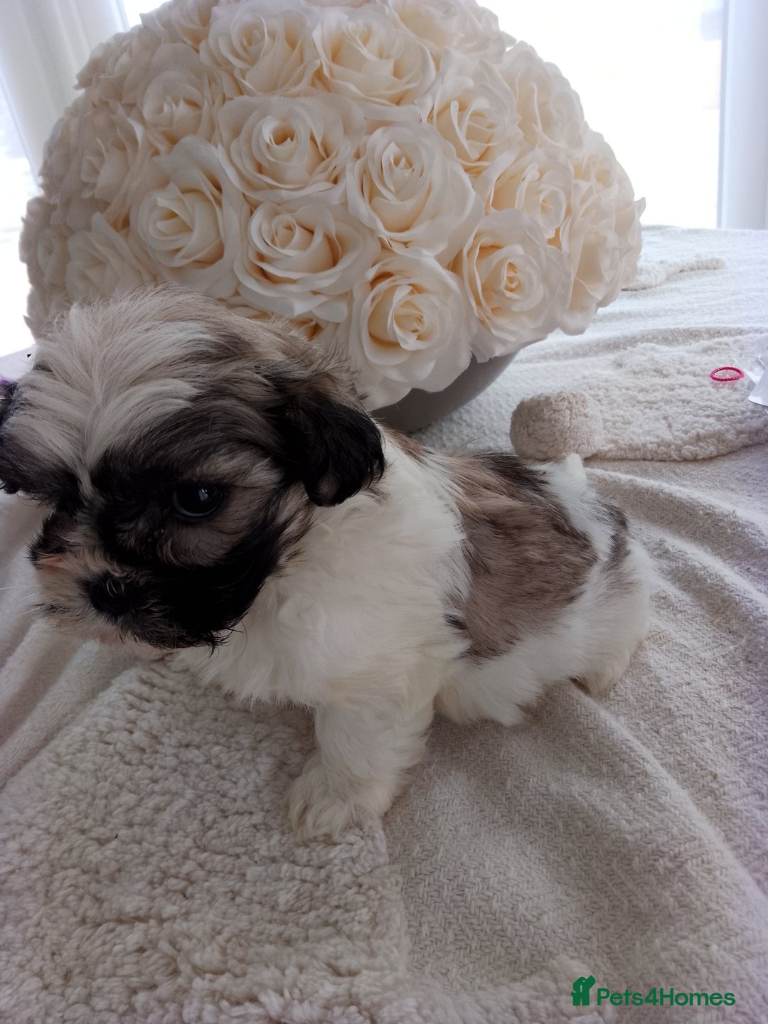 Mixed Breed dogs for sale: Maltese X Lhasa apso  - Image 2