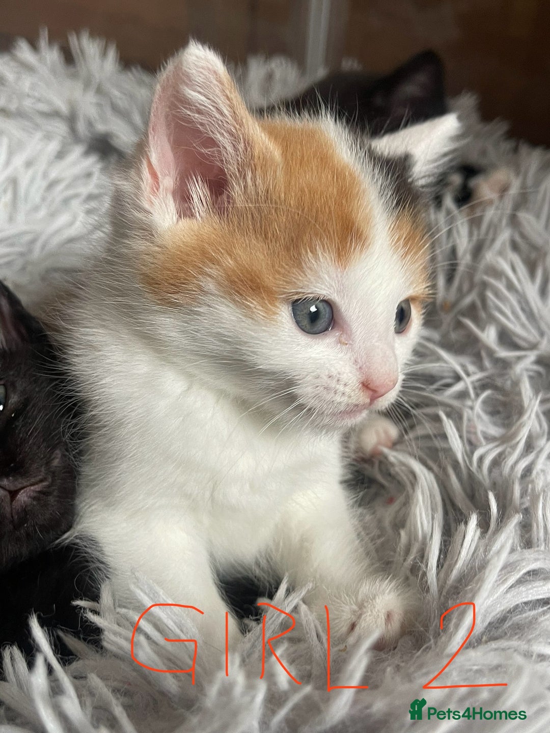 Mixed Breed cats for sale: Adorable Kittens in Croydon (from £130) - Advert 3