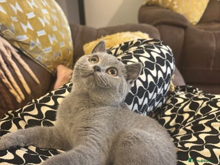 British Shorthair cats Beautiful BSH Kitten 1 Female. GCCF. READY NOW - Advert 15