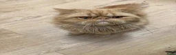 Persian cats for sale: Stunning Pure Ginger Persian Male Cat - Advert 2