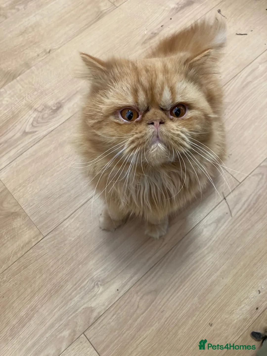 Persian cats for sale: Stunning Pure Ginger Persian Male Cat - Advert 2