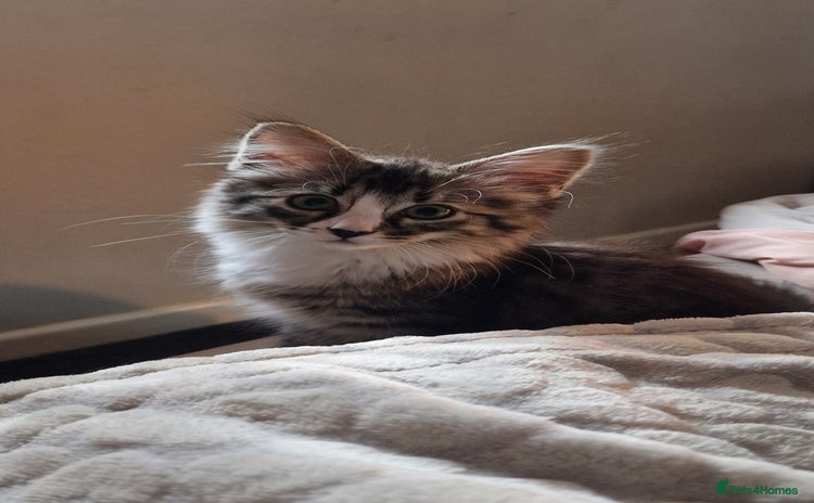 Domestic Shorthair cats - Advert 14