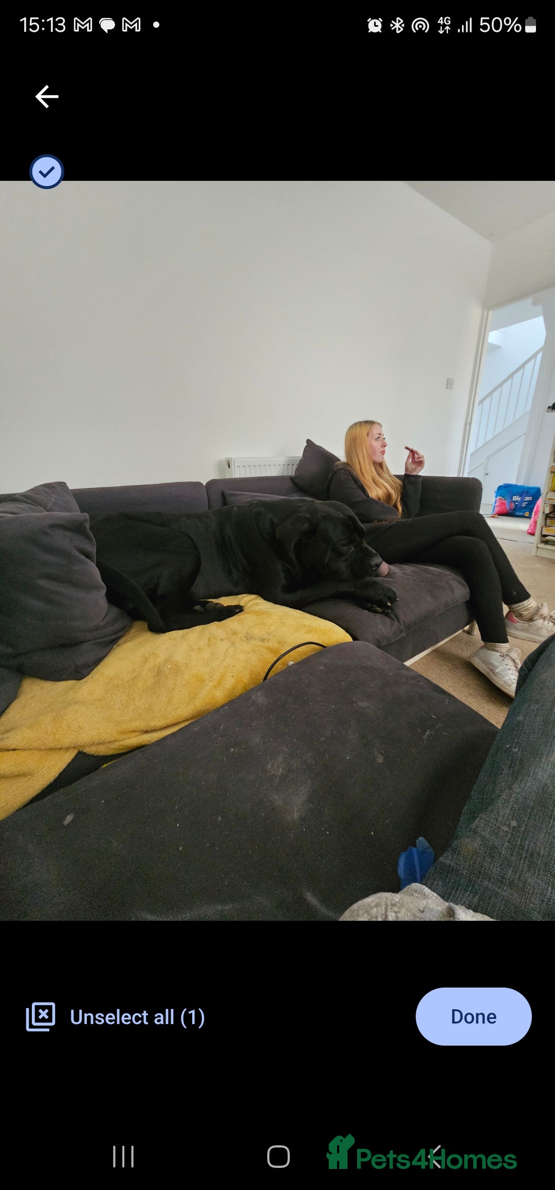 Cane Corso dogs for sale: Cane corso Bognor Regis  - Image 2