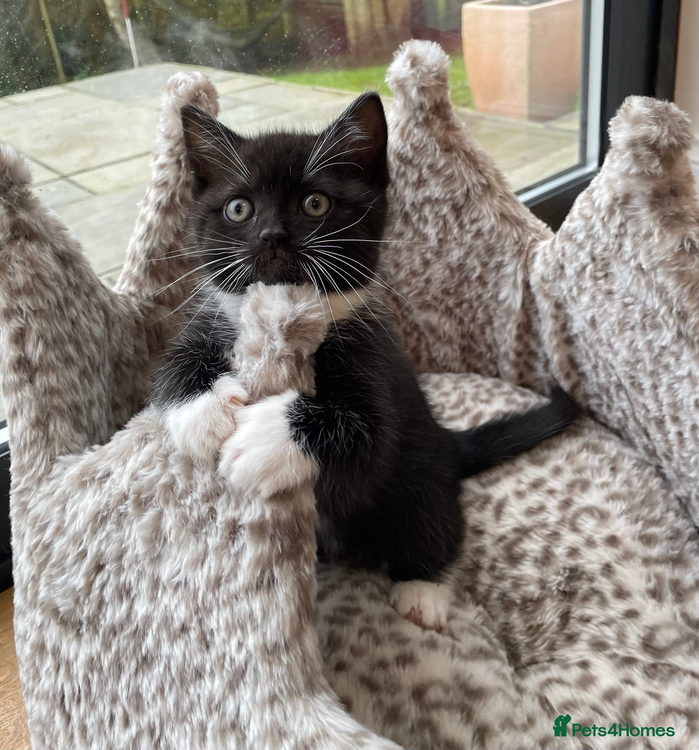 British Longhair cats Stunning litter of British long hair - Advert 12