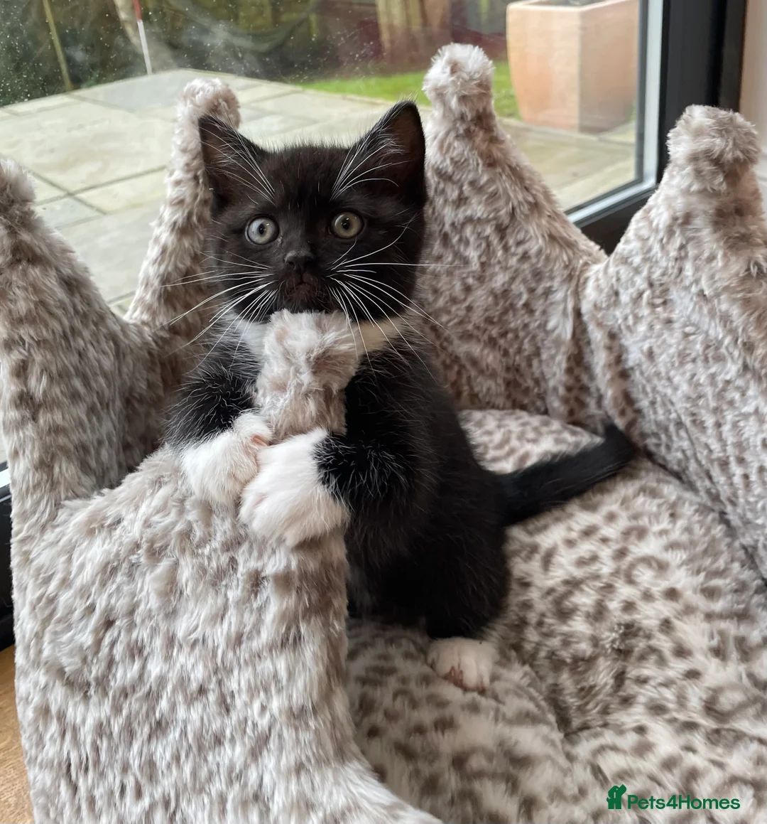 British Longhair cats for sale: Stunning litter of British long hair - Advert 5