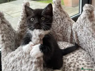 British Longhair cats Stunning litter of British long hair - Advert 12