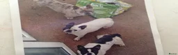 French Bulldog dogs for sale: French bulldog  - Advert 2