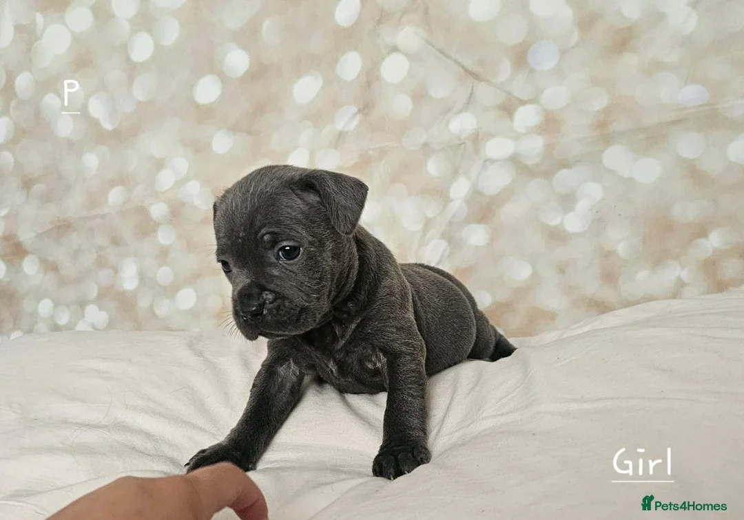 Staffordshire Bull Terrier dogs for stud: Stud  in Godalming - Advert 15