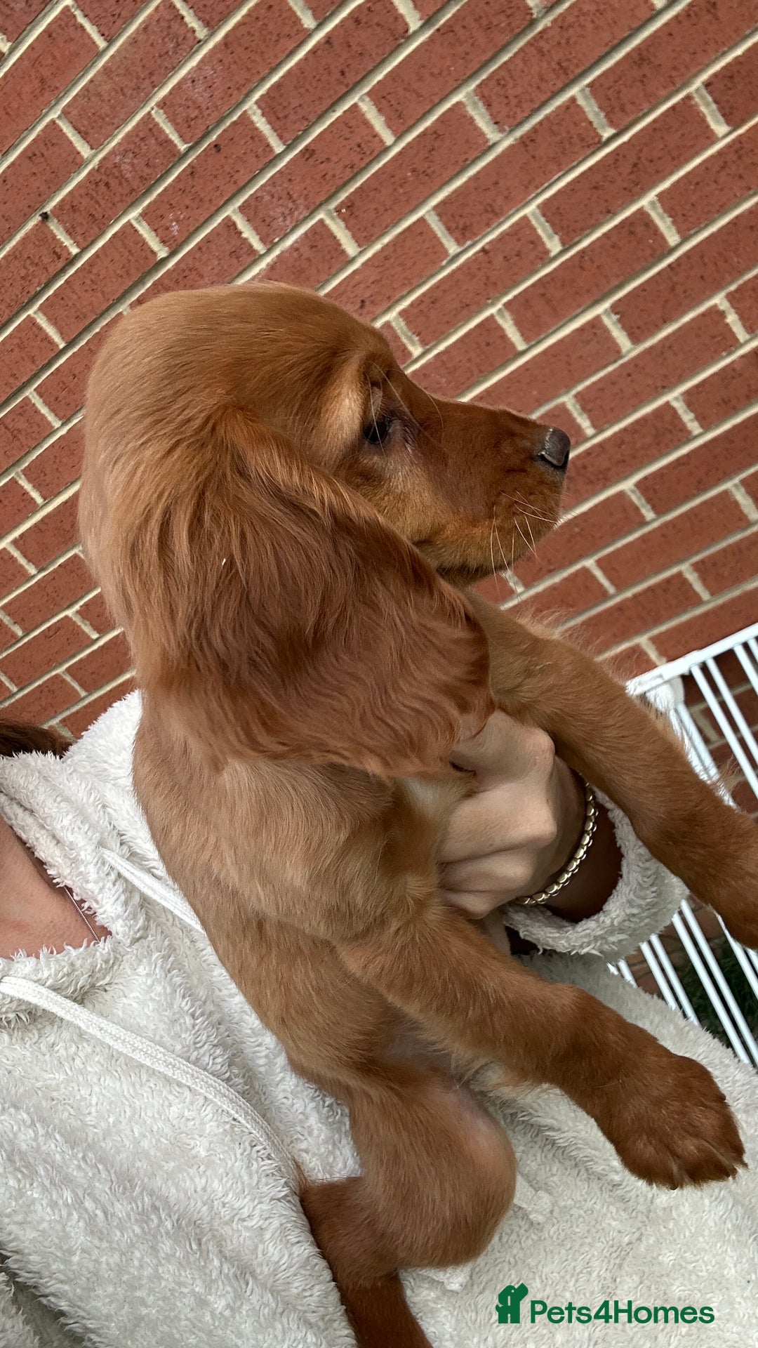 Cocker Spaniel dogs for sale: ‼️REDUCED‼️KC registered Red Cocker Spaniel Pups  - Image 6