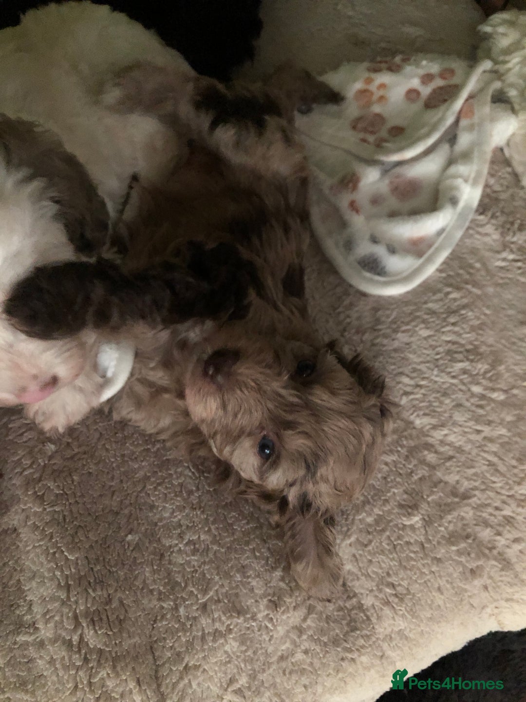 Cockapoo dogs for sale: Cockerpoo f1b puppies for sale  - Image 6