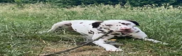 Dalmatian dogs for sale: Dalmatain rehome - Advert 2