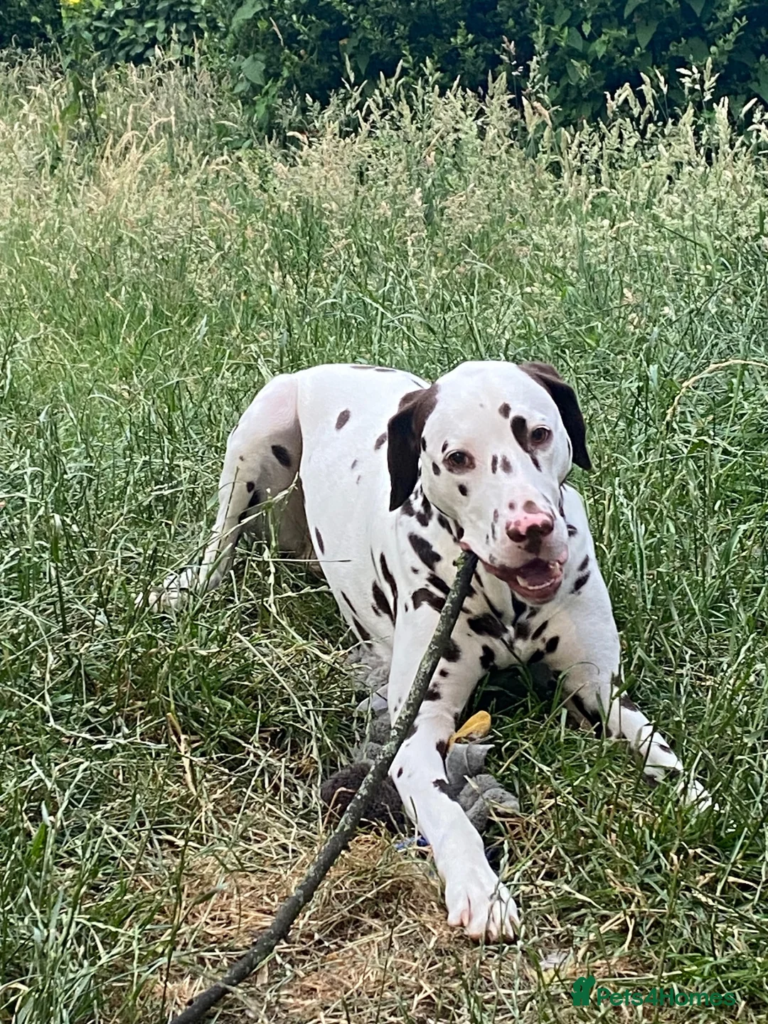 Dalmatian dogs for sale: Dalmatain rehome - Advert 2