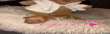 Cockapoo 6 💖