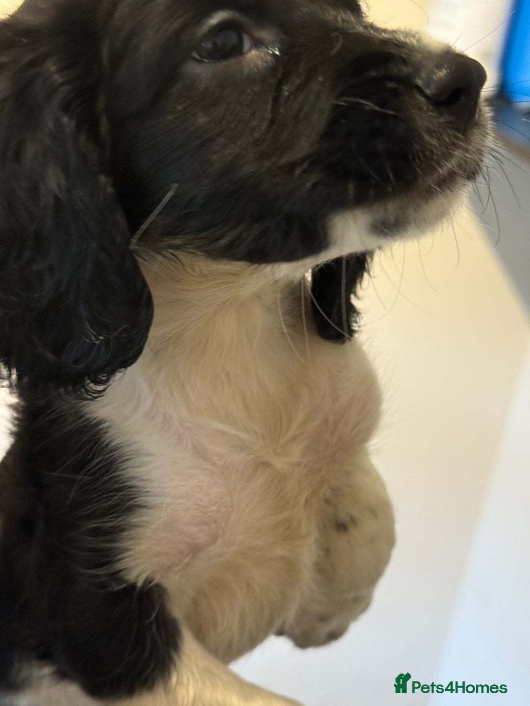 English Springer Spaniel dogs for sale: Black and white springer spaniel  - Image 5