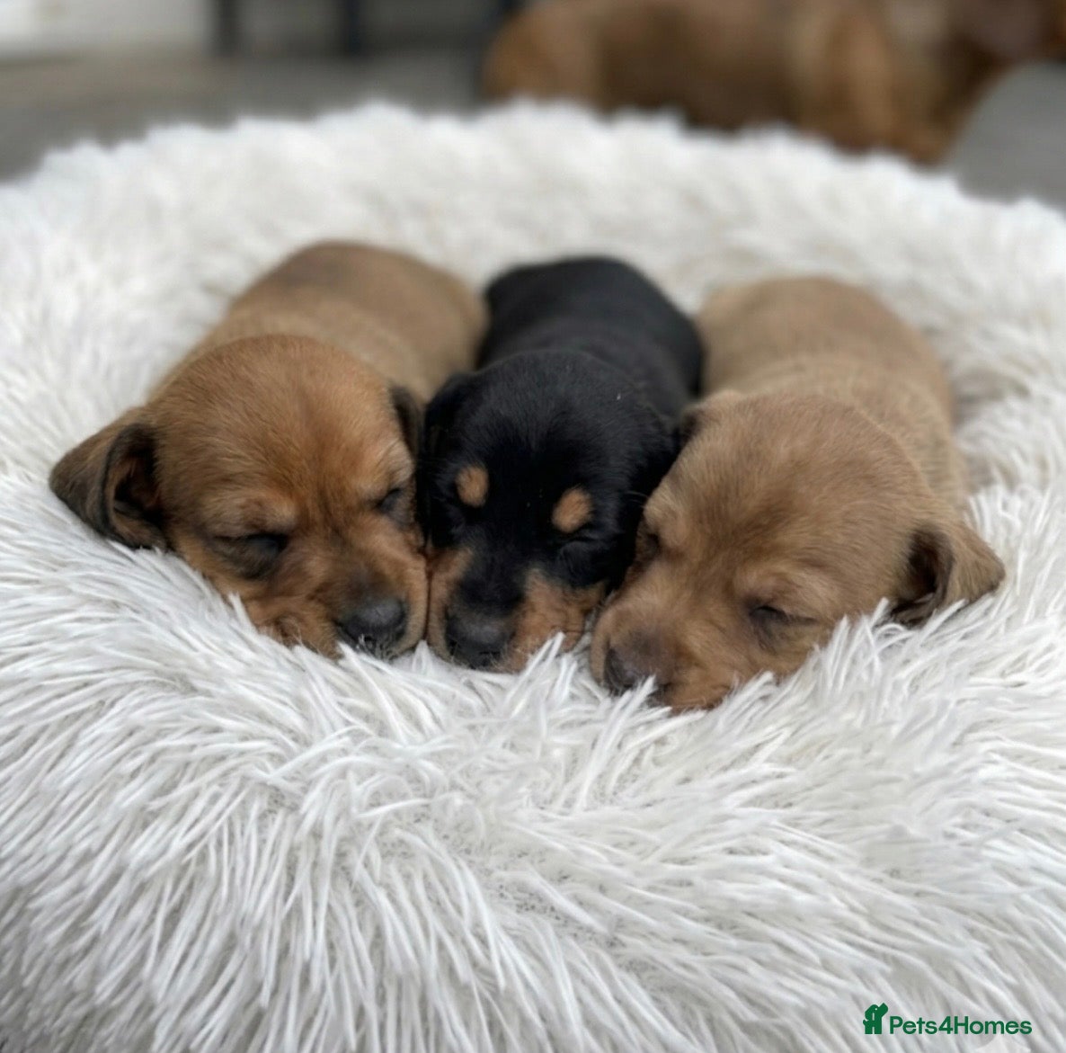Miniature Dachshund dogs for sale: Adorable mini smoothe dachshund puppies - Advert 11