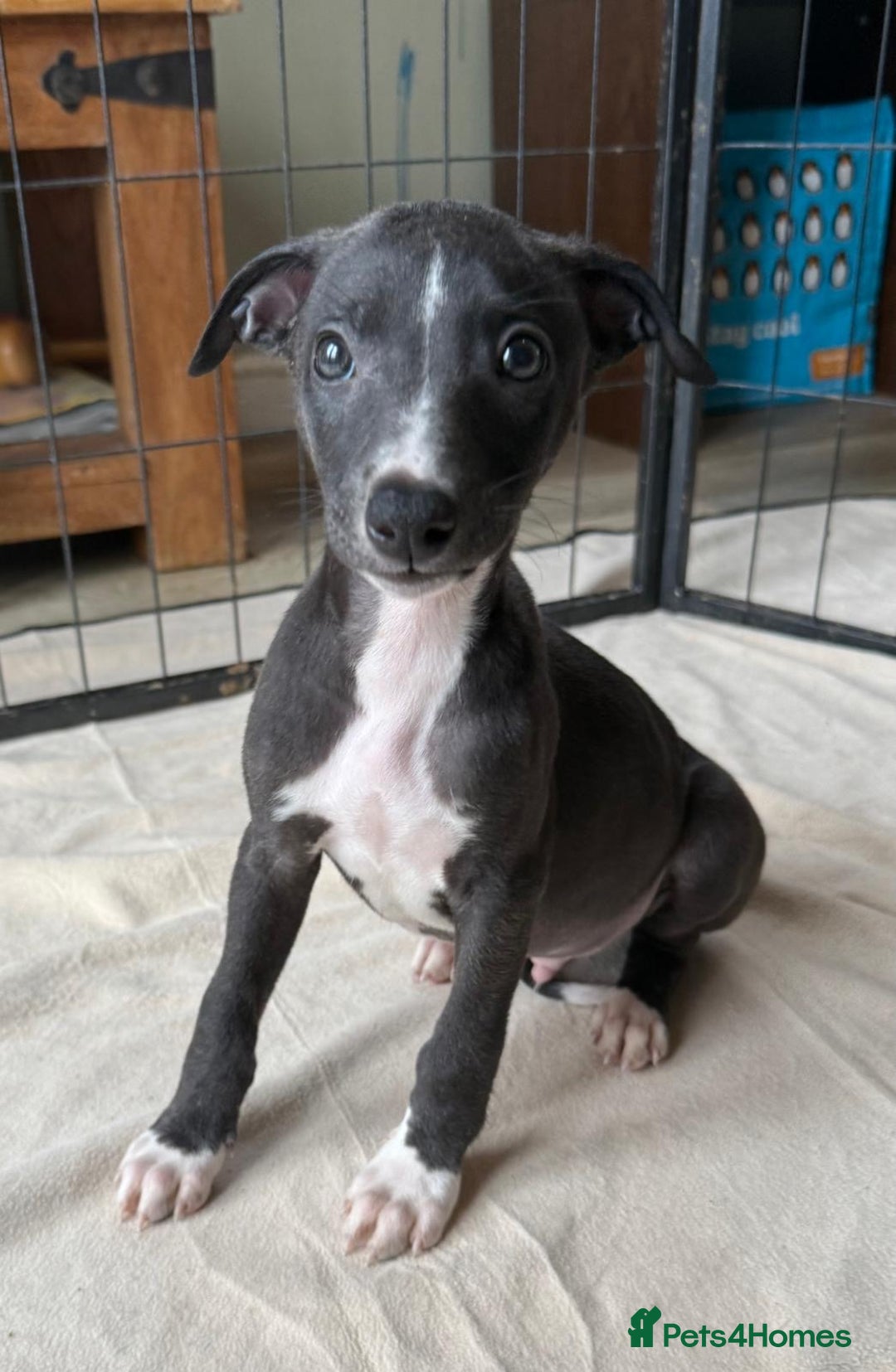 Whippet dogs for sale: Gorgeous whippet puppies for sale - Advert 6