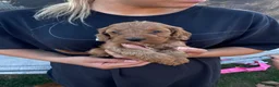 Cockapoo dogs for sale: Beautiful litter of Cockapoo Puppys 6 Girls  - Advert 2