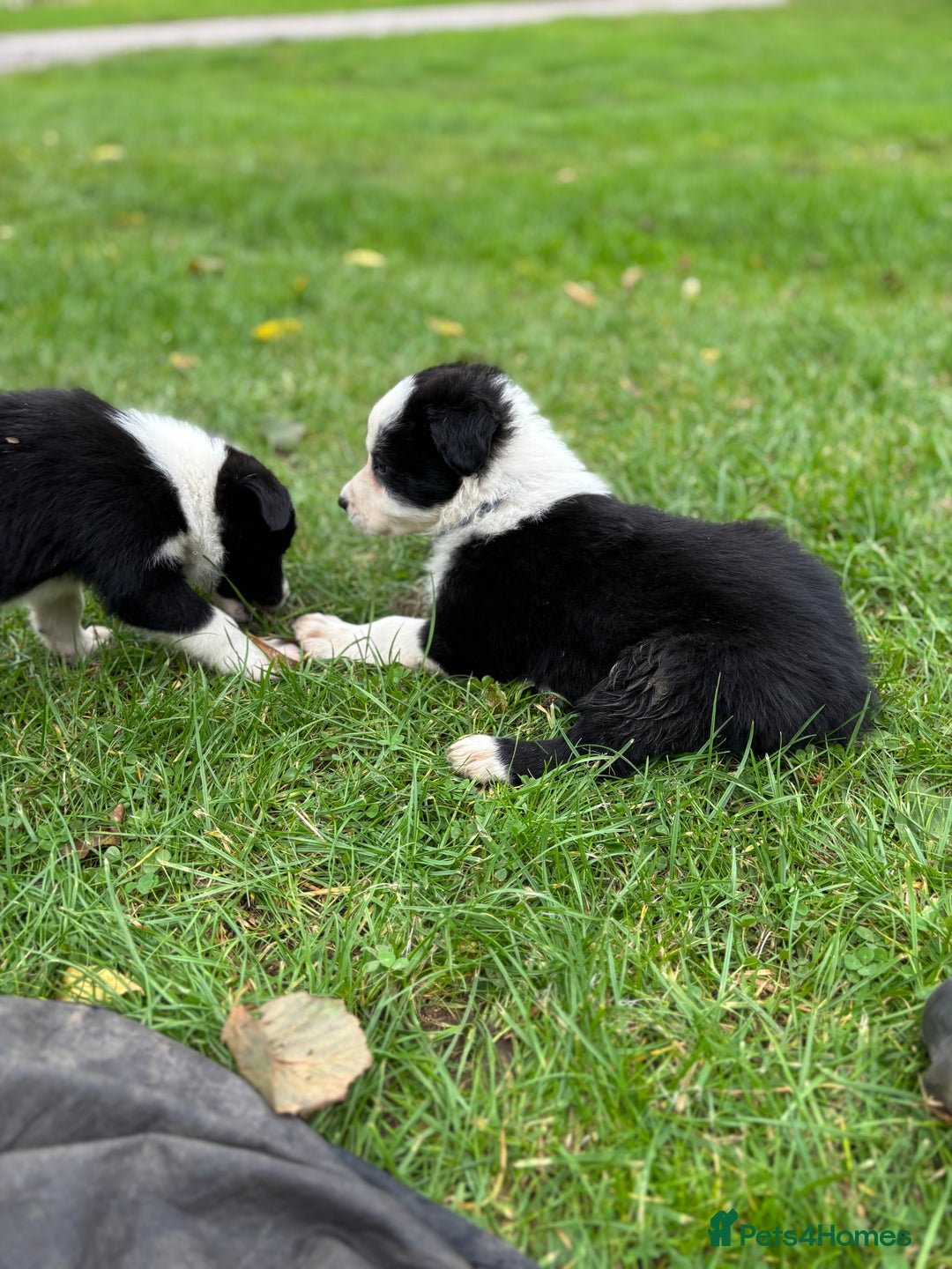 Border Collie dogs for sale: Border collies puppies - Image 33