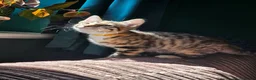 Bengal cats for sale: Female Bengal X kitten  - Advert 3