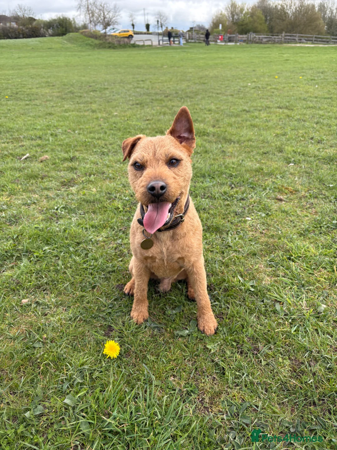 Lakeland Terrier dogs for stud: Red Lakeland Terrier  in Wrexham - Advert 2
