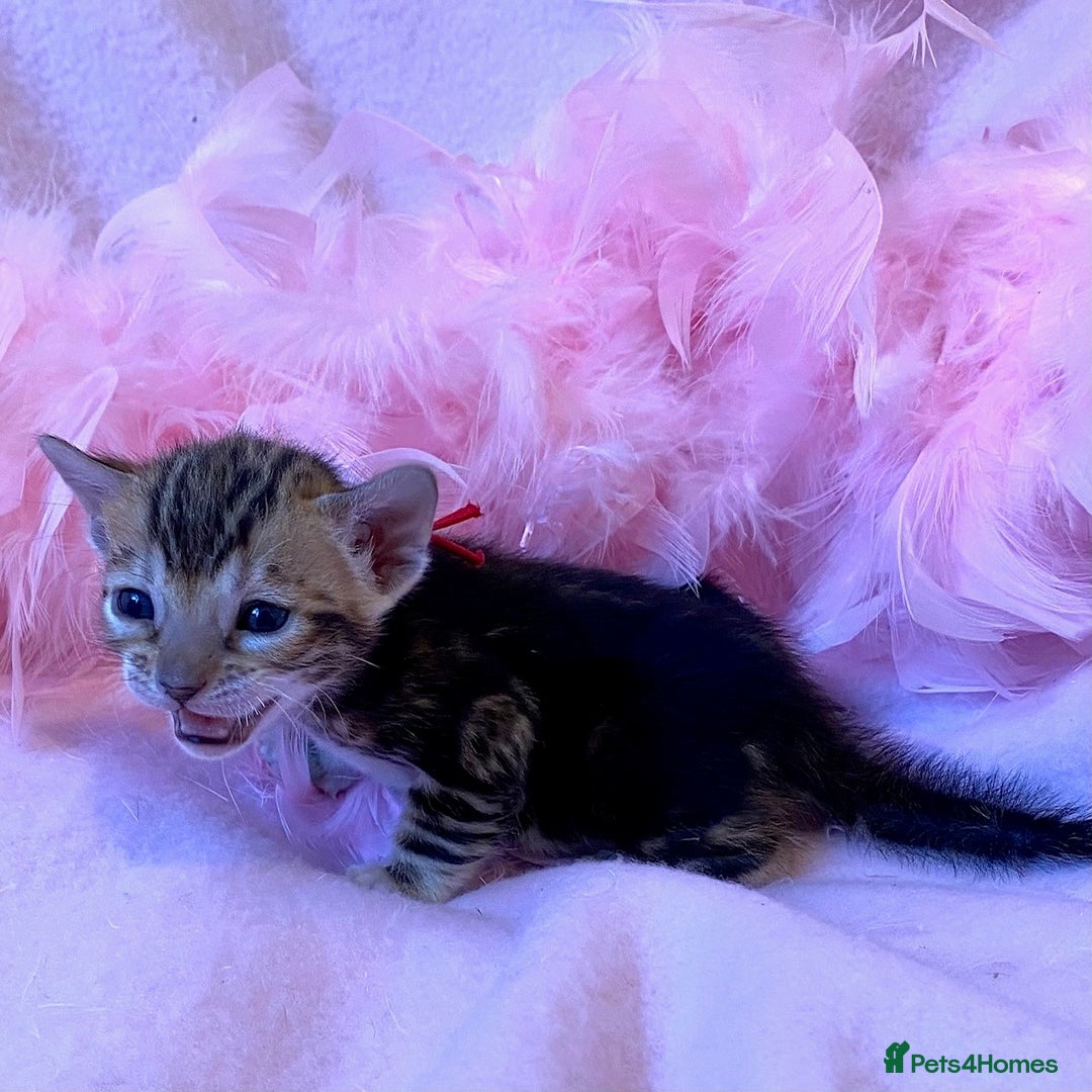 Bengal cats for sale: Nevaeh Bengals — Premium UK Bengal Breeder - Advert 6