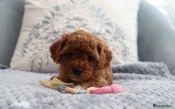Cavapoochon dogs for sale: Beautiful Cavapoochons looking for forever homes - Image 10