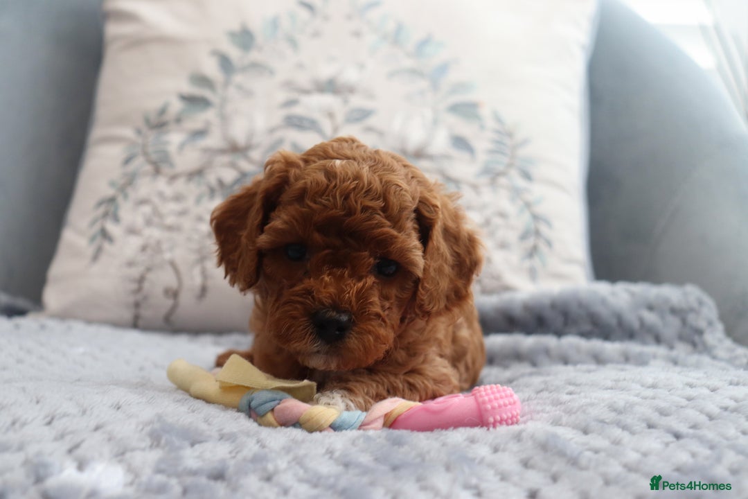 Cavapoochon dogs for sale: Beautiful Cavapoochons looking for forever homes - Image 10